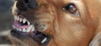 Καταγγελία για επιθετικό σκύλο στην πλατεία Κόρακα