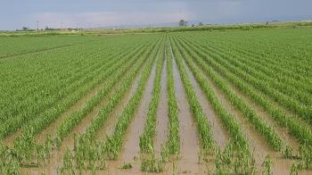 Πορίσματα ζημιών σε καλλιέργειες από βροχόπτωση 10/05/2023 στη Δ/Τ.Κ. Βέροιας