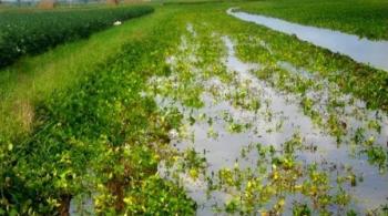 Πορίσματα ζημιών σε καλλιέργειες από βροχόπτωση 22/05/2023 στη Δ/Τ.Κ. Βέροιας