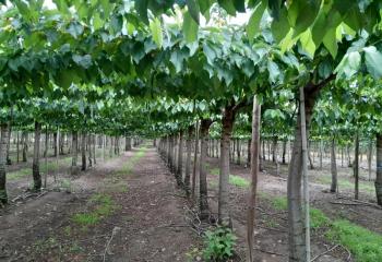 Κερασιές-πέργκολες από το Τμήμα Φυλλοβόλων-Οπωροφόρων Δένδρων Νάουσας!