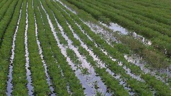 Aναγγελία ζημιάς από βροχόπτωση σε καλλιέργειες του Δήμου Βέροιας
