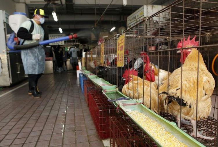 Γρίπη των πτηνών: Τεράστια ανησυχία του ΠΟΥ για κίνδυνο εξάπλωσή της στους ανθρώπους