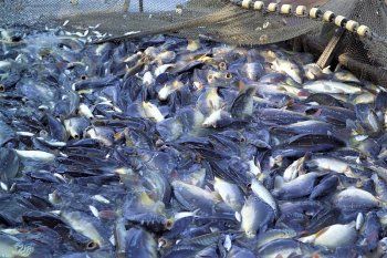 118 εκ. Ε για ενίσχυση της αλιείας, των υδατοκαλλιεργειών και της μεταποίησης αλιευτικών προϊόντων
