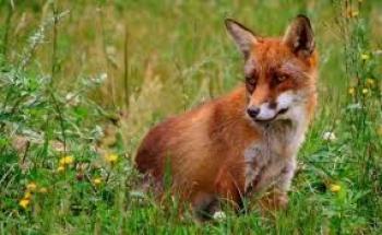 Το πρόγραμμα εναέριου εμβολιασμού των κόκκινων αλεπούδων με εμβόλια-δολώματα για προστασία από τη λύσσα