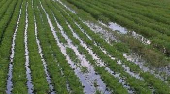 Αναγγελία ζημιάς από ανεμοθύελλα-βροχόπτωση σε καλλιέργειες του Δήμου Βέροιας