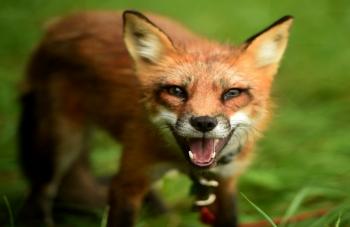Διεύθυνση κτηνιατρικής της ΠΚΜ: Ολοκληρώθηκε το πρόγραμμα εμβολιασμού των κόκκινων αλεπούδων κατά της λύσσας