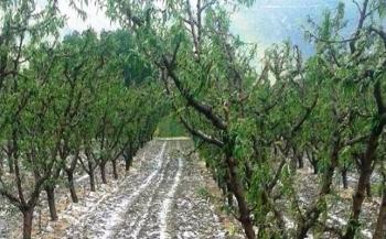 Αναγγελία ζημιάς από χαλαζόπτωση σε καλλιέργειες του Δήμου Βέροιας