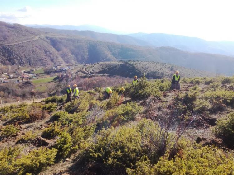 Αναδάσωση από τον ΤΑΡ στη Βόρεια Ελλάδα, με 400.000 δένδρα και θάμνους
