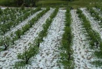 Αναγγελία ζημιάς από χαλαζόπτωση σε καλλιέργειες της Δημοτικής Κοινότητας Βέροιας