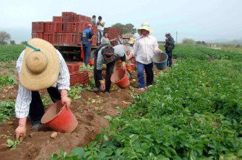 Χωρίς βιβλίο προσωπικού οι αγρότες που απασχολούν εργάτες με εργόσημο